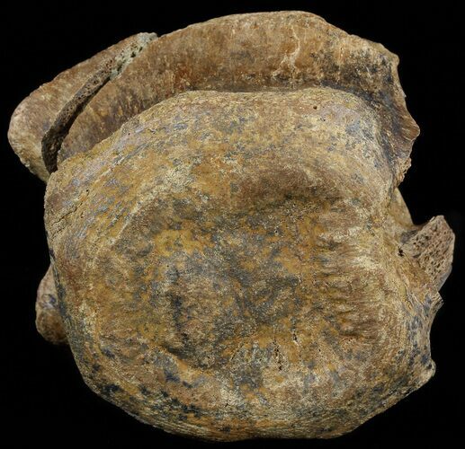 Edmontosaurus (Duck-Billed Dinosaur) Caudal Vertebrae #51728